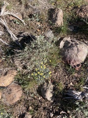 Eriogonum caespitosum