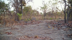 Caracal caracal nubicus