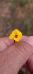 Viola pedunculata