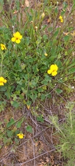 Viola pedunculata