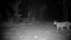 Caracal caracal nubicus
