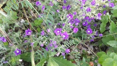 Legousia speculum-veneris