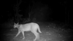 Caracal caracal nubicus