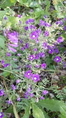 Legousia speculum-veneris