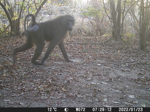 Olive Baboon