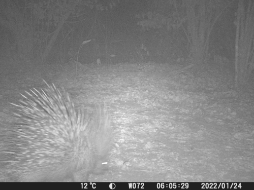 Crested Porcupine