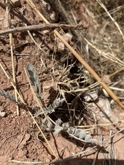 Astragalus missouriensis