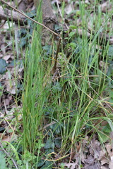 Poa trivialis sylvicola