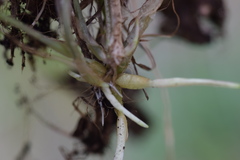 Poa trivialis sylvicola