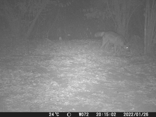 Western Side-striped Jackal