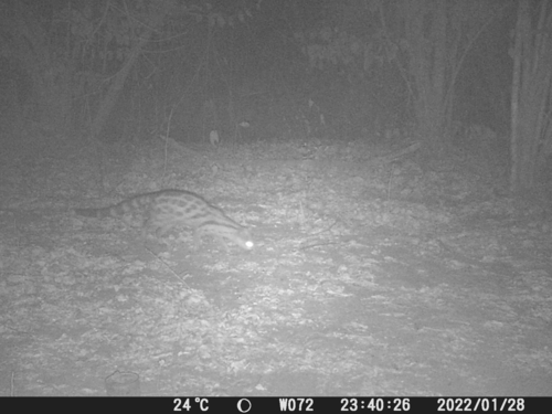 Rusty-spotted Genet