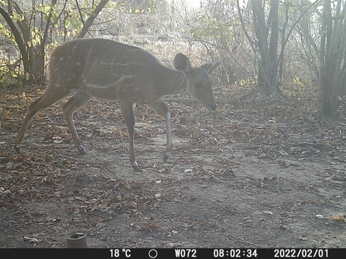 Northern Bushbuck