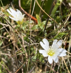Cerastium viride