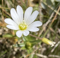 Cerastium viride