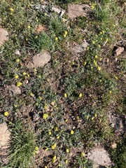 Lomatium austiniae