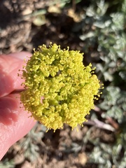 Lomatium austiniae
