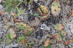 Opuntia drummondii