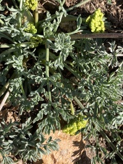 Lomatium austiniae