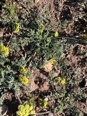 Lomatium austiniae