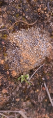 Acarospora thelococcoides