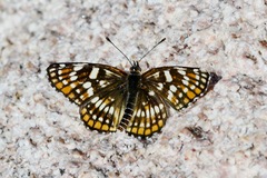 Chlosyne coronado coronado