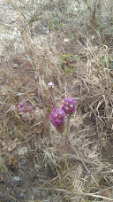 Castilleja exserta exserta