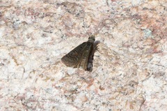 Erynnis brizo