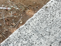 Philodromus aureolus