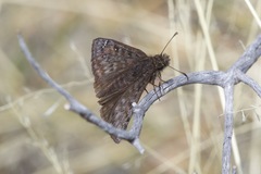 Erynnis meridianus