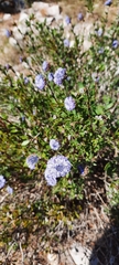 Globularia alypum