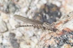 Argia munda