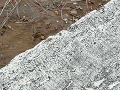 Philodromus aureolus