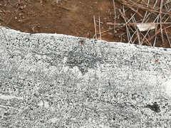 Philodromus aureolus