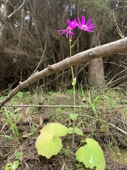 Pericallis tussilaginis image