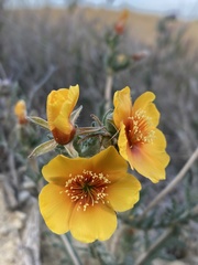 Mentzelia pectinata