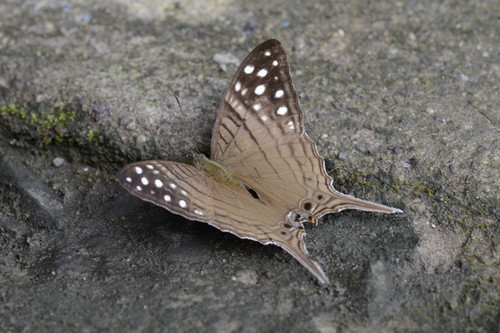 Dappled Daggerwing