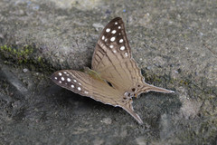 Marpesia merops