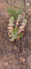 Dudleya arizonica