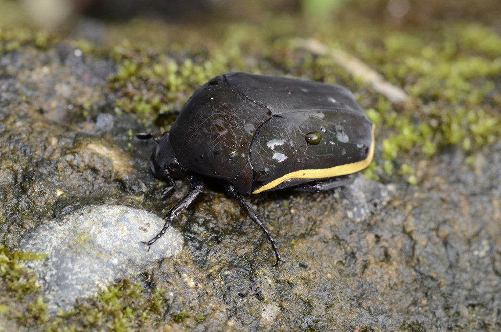 Gymnetis flavocincta · iNaturalist
