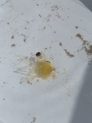 Rhizophysa eysenhardti