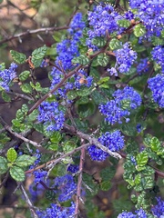 Ceanothus impressus