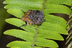 Gymnetis coturnix
