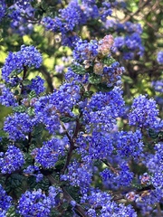 Ceanothus impressus