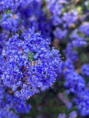 Ceanothus impressus