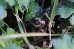 Colletes cunicularius