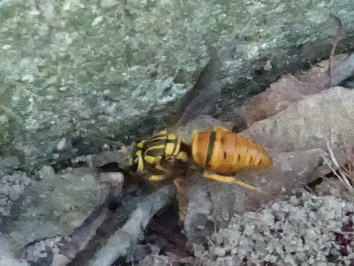 Southern Yellowjacket photo 5