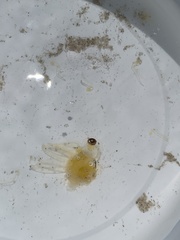 Rhizophysa eysenhardti