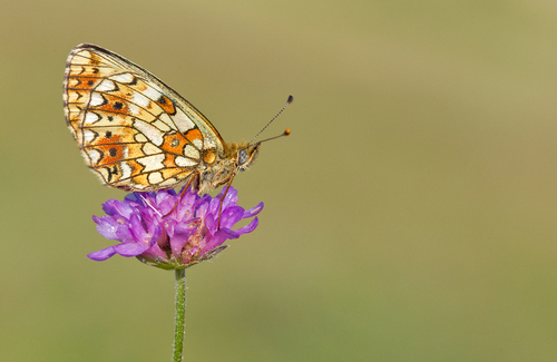 Eurasian Silver-bordered Fritillary