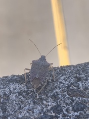 Halyomorpha halys