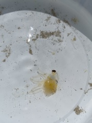 Rhizophysa eysenhardti